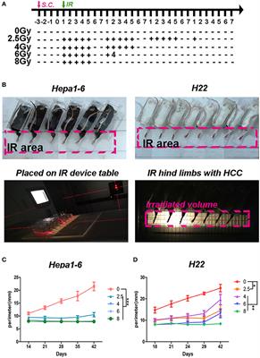 Hypofractionated Irradiation Suppressed the Off-Target Mouse Hepatocarcinoma Growth by Inhibiting Myeloid-Derived Suppressor Cell-Mediated Immune Suppression